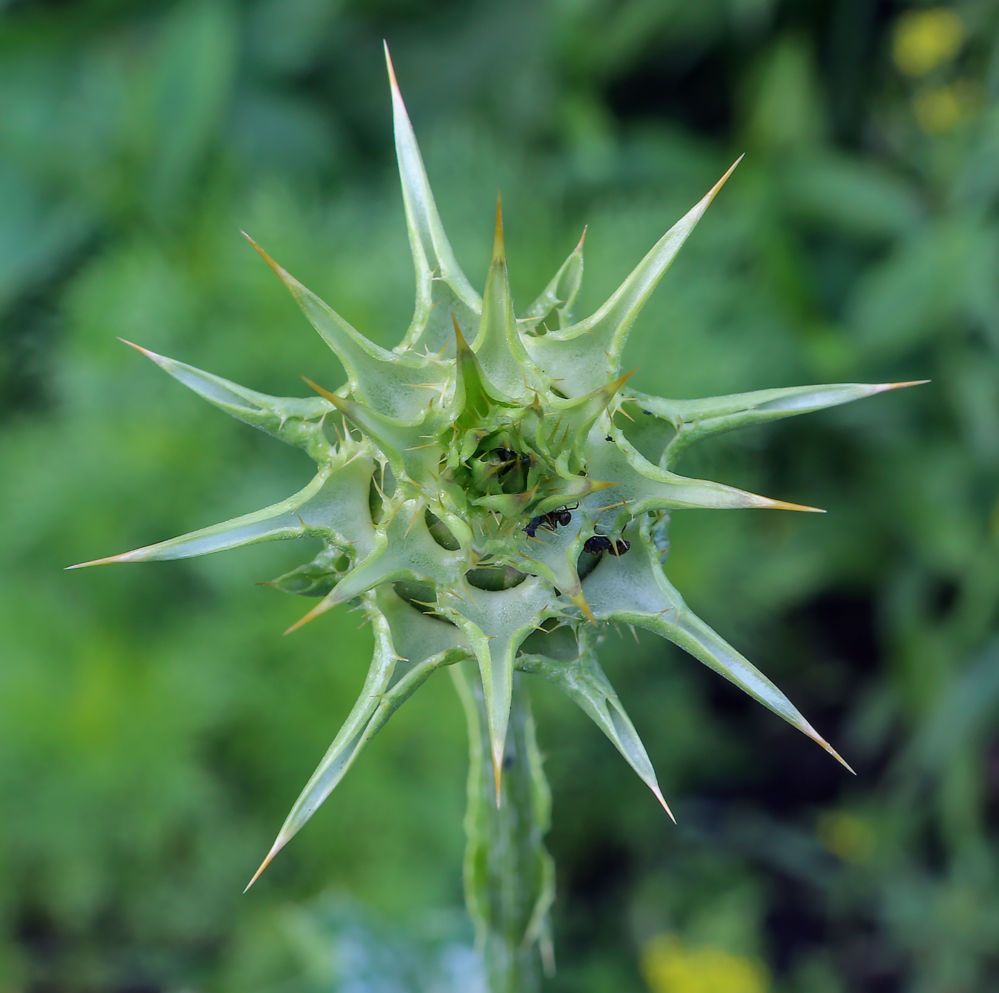 Изображение особи Silybum marianum.