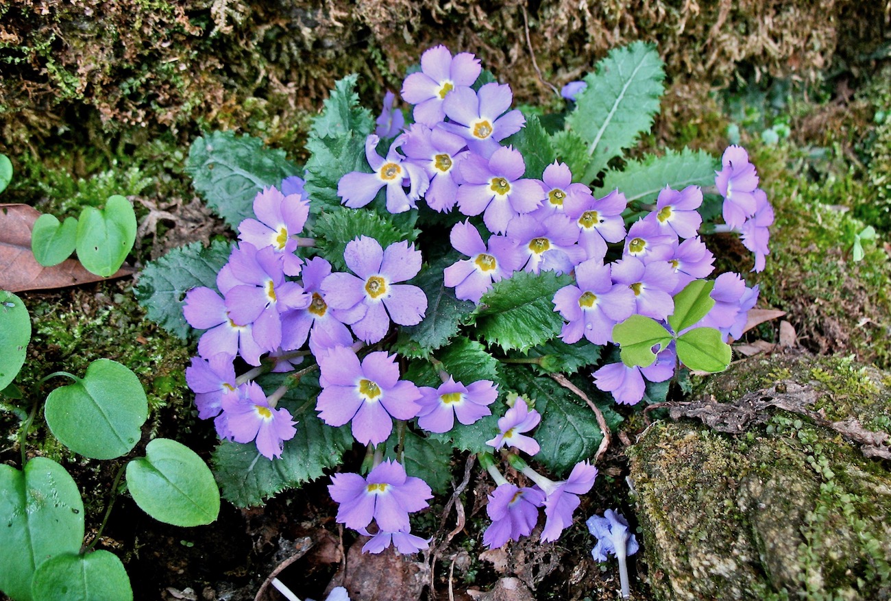 Изображение особи Primula sessilis.