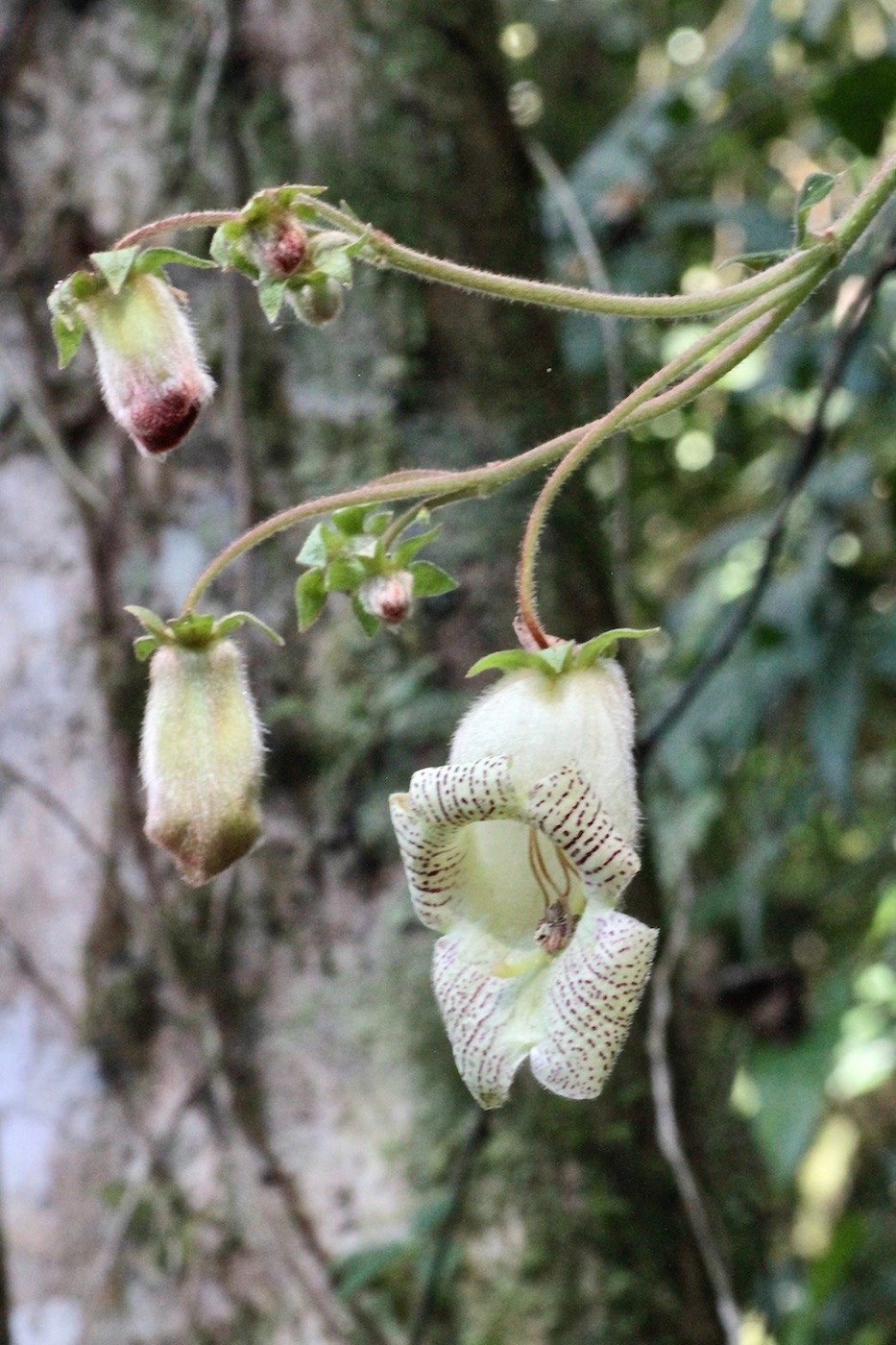 Image of Kohleria tigridia specimen.