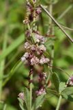 Cuscuta epithymum