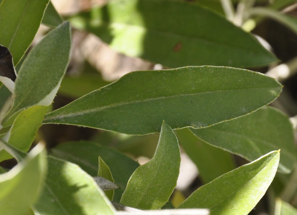 Изображение особи Staehelina uniflosculosa.