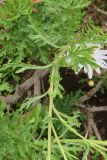 Argyranthemum frutescens