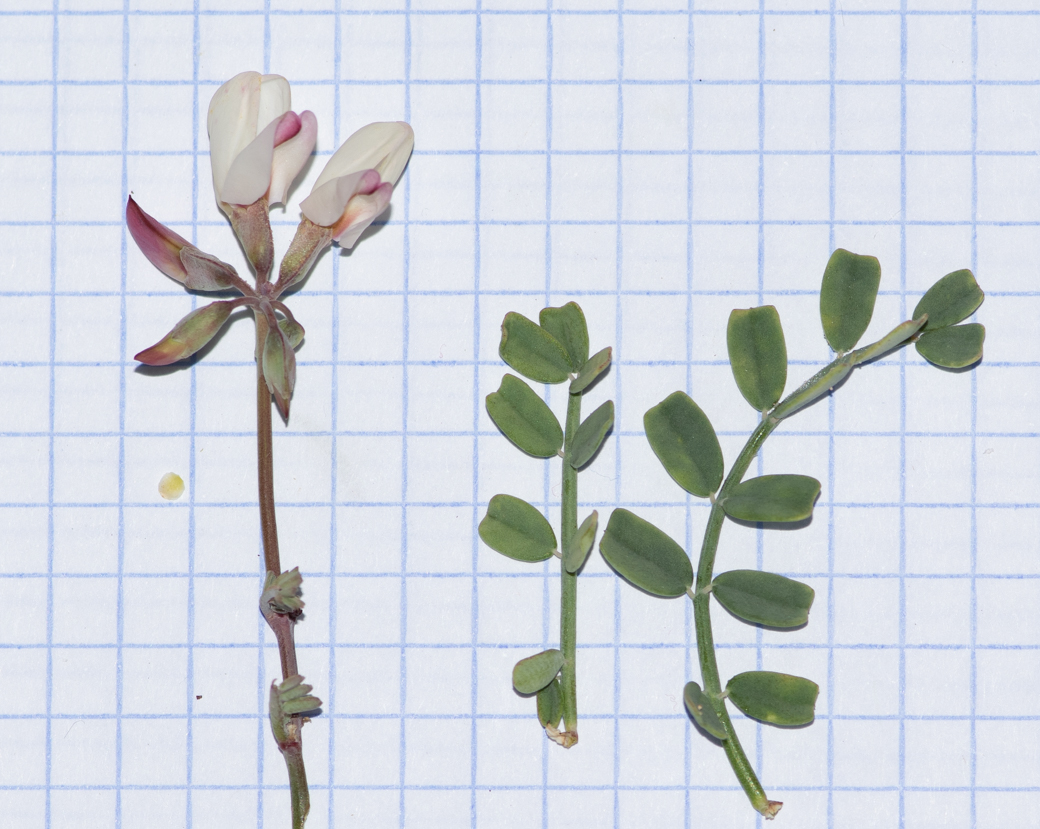 Image of Coronilla viminalis specimen.