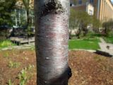 Cerasus sachalinensis