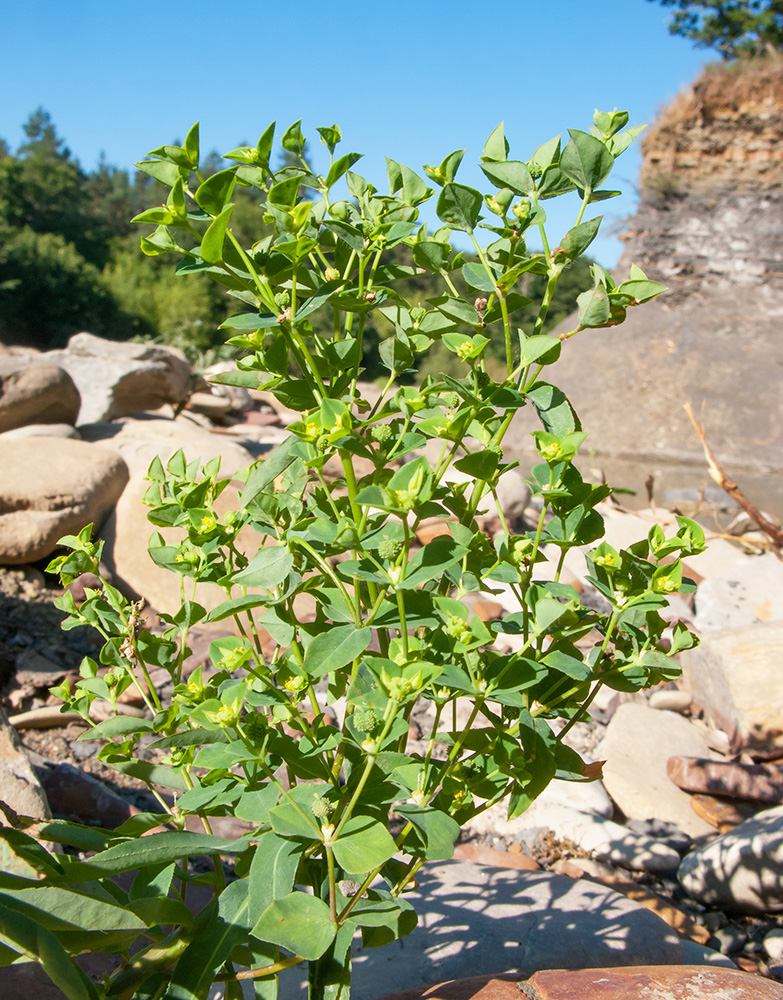 Image of Euphorbia stricta specimen.