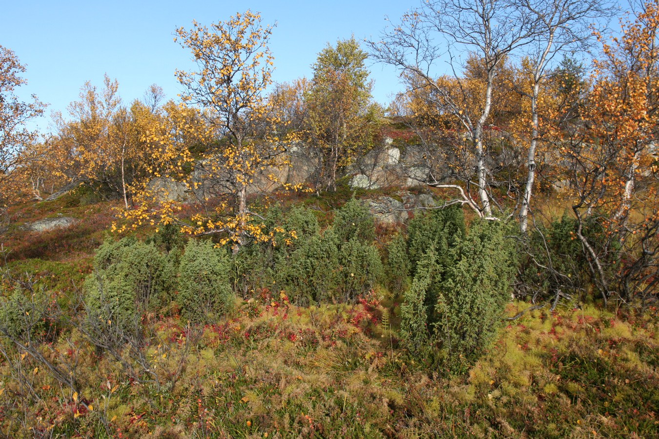 Image of Juniperus niemannii specimen.