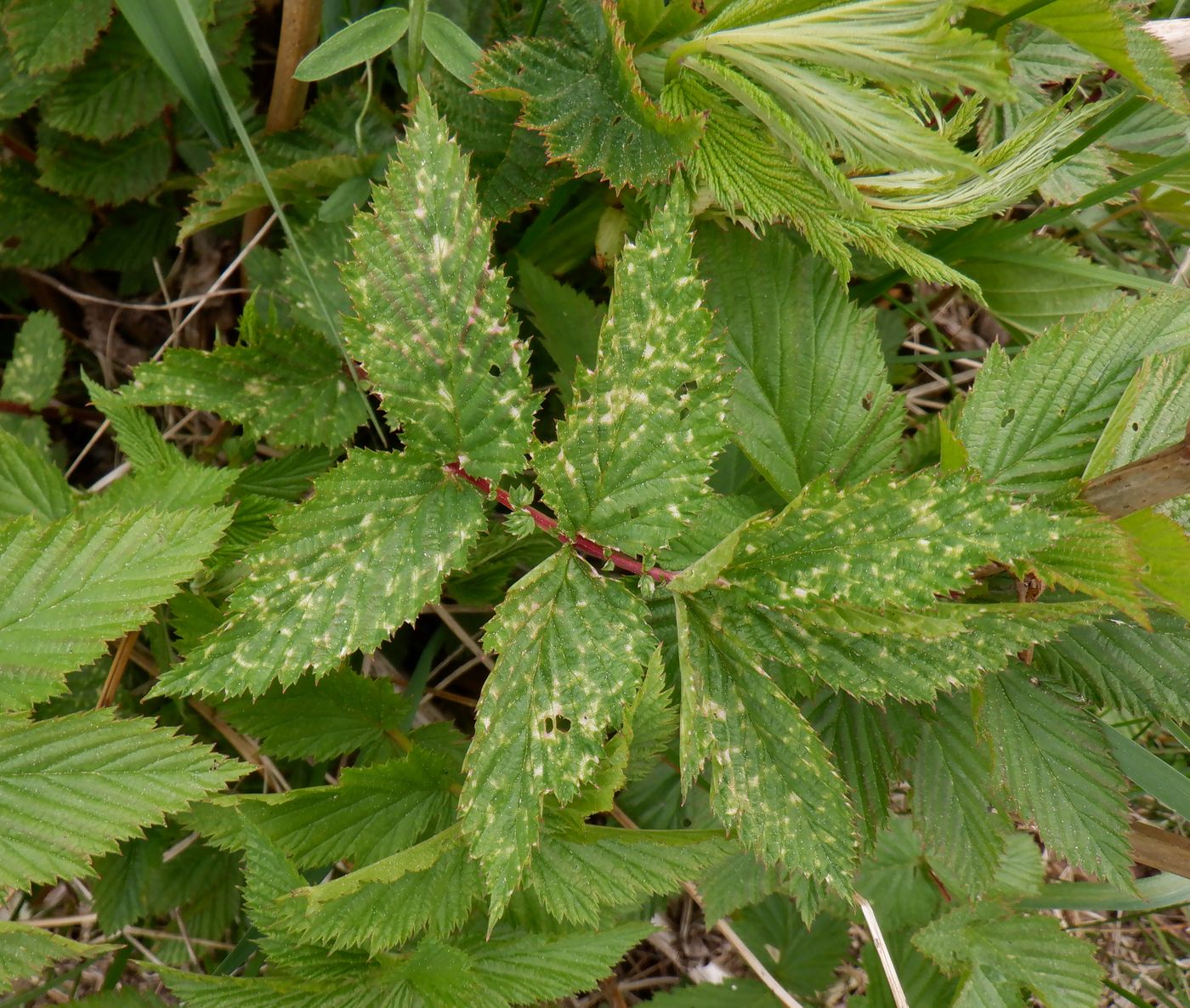 Изображение особи Filipendula ulmaria.