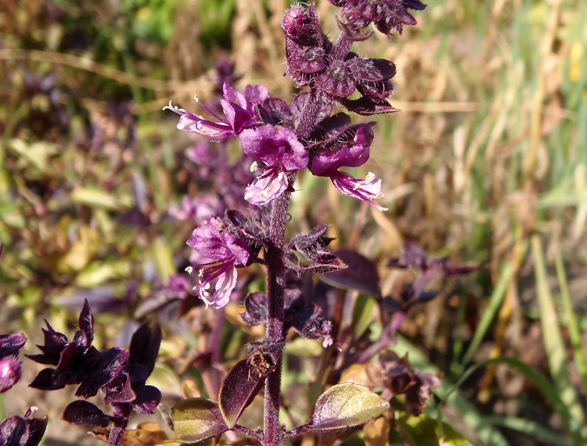 Изображение особи Ocimum basilicum.