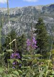 Chamaenerion angustifolium. Верхушки побегов с соцветиями среди побегов Rubus ulmifolius. Испания, автономное сообщество Каталония, провинция Барселона, комарка Бергеда, муниципалитет Сальдес, подножие горы Педрафорка, окр. смотр. площадки \"Гресолет\", 1557 м н.у.м., на кромке обрыва. 16.07.2020.