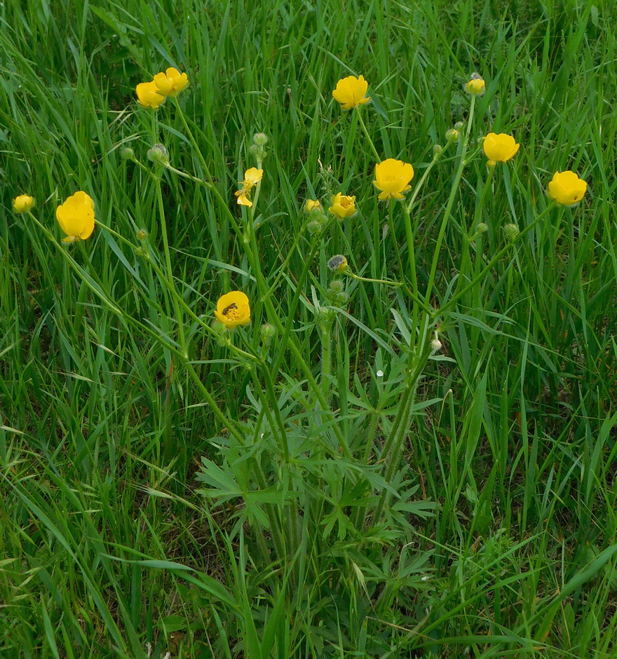 Image of Ranunculus polyanthemos specimen.