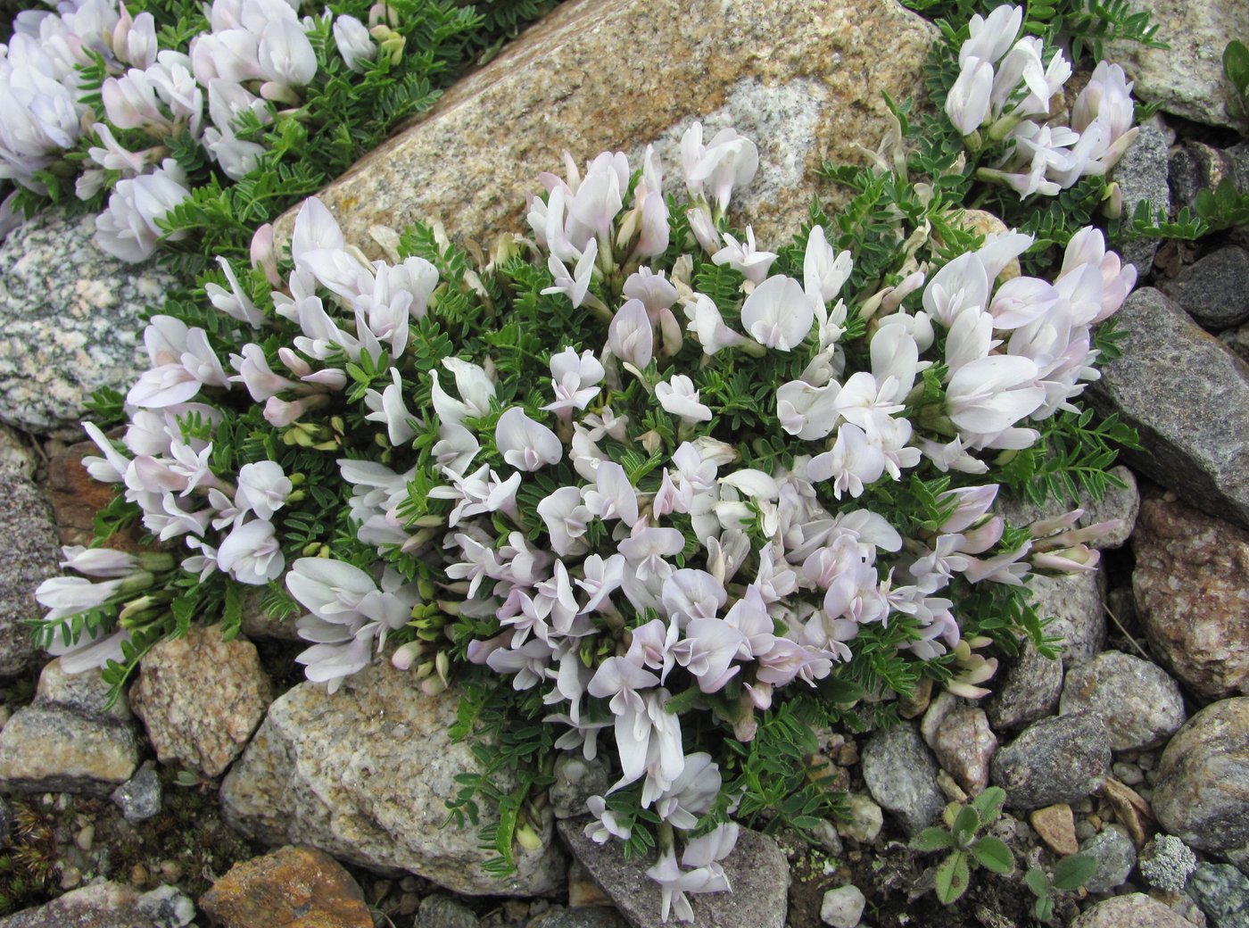 Изображение особи Astragalus levieri.