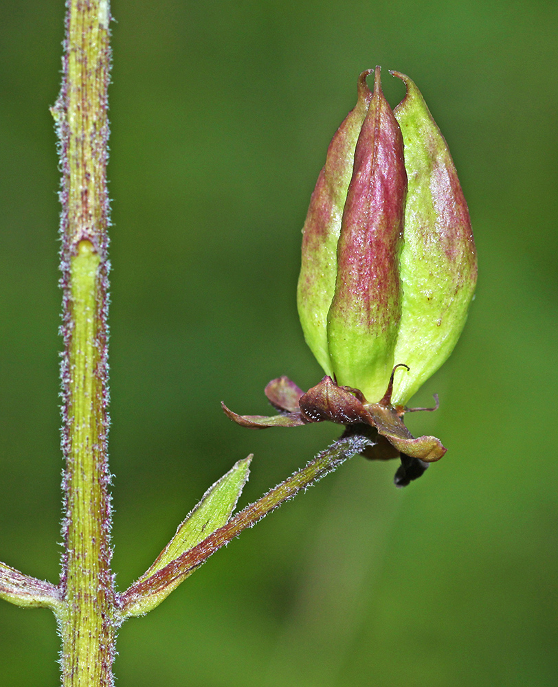 Изображение особи Veratrum maackii.