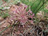 Allium alexeianum. Цветущее растение. Таджикистан, Согдийская обл., Айнинский р-н; Памиро-Алай, Фанские горы, окр. оз. Искандеркуль, верх. р. Искандердарья, ≈ 2350 м н.у.м., каменистый склон, мелкозёмистый участок. 09.06.2019.