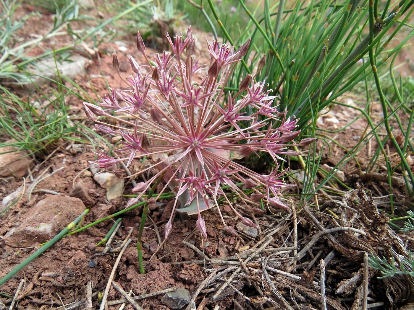 Image of Allium alexeianum specimen.