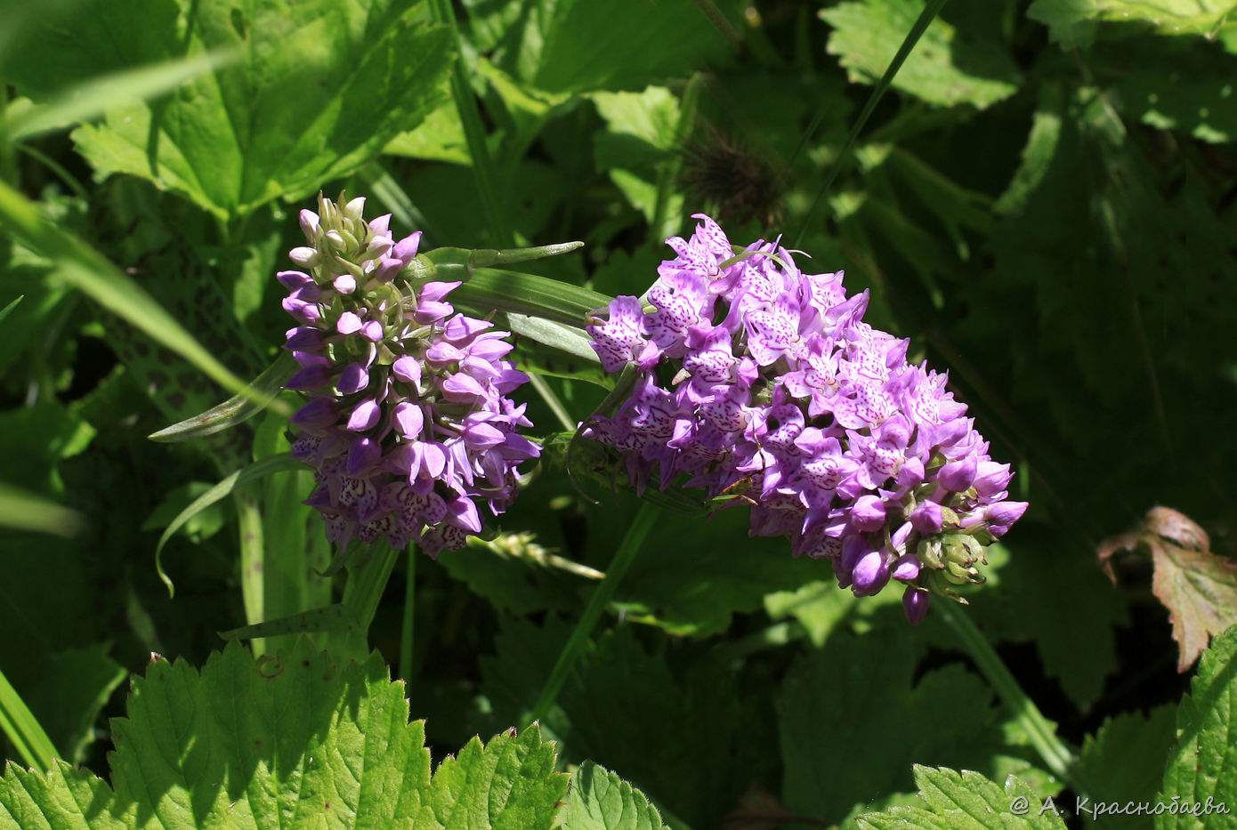 Изображение особи род Dactylorhiza.