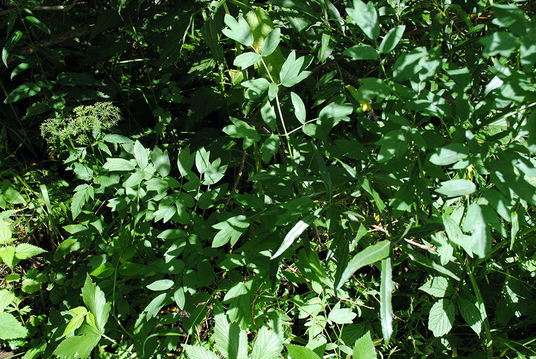 Image of Thalictrum simplex specimen.