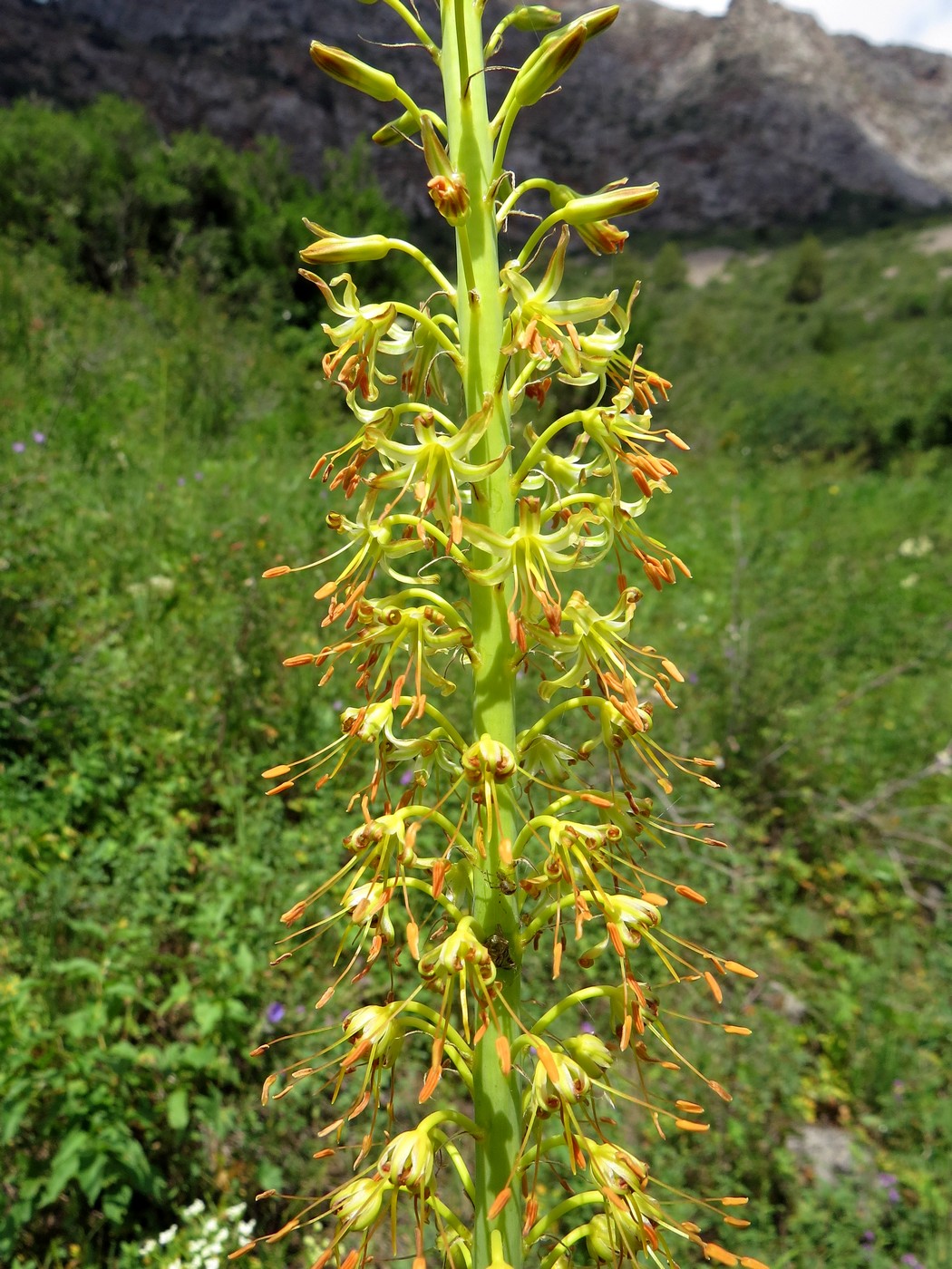 Изображение особи род Eremurus.