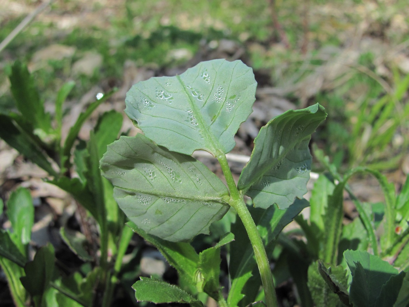 Изображение особи Melilotus officinalis.