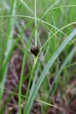 Bolboschoenus maritimus