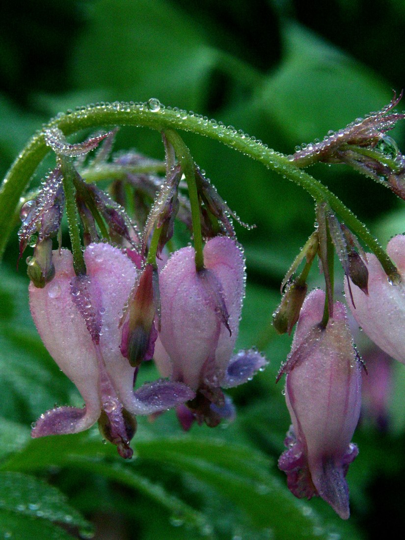 Image of Dicentra formosa specimen.