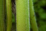 Anthriscus sylvestris