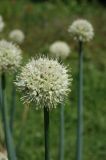 Allium altaicum × A. galanthum