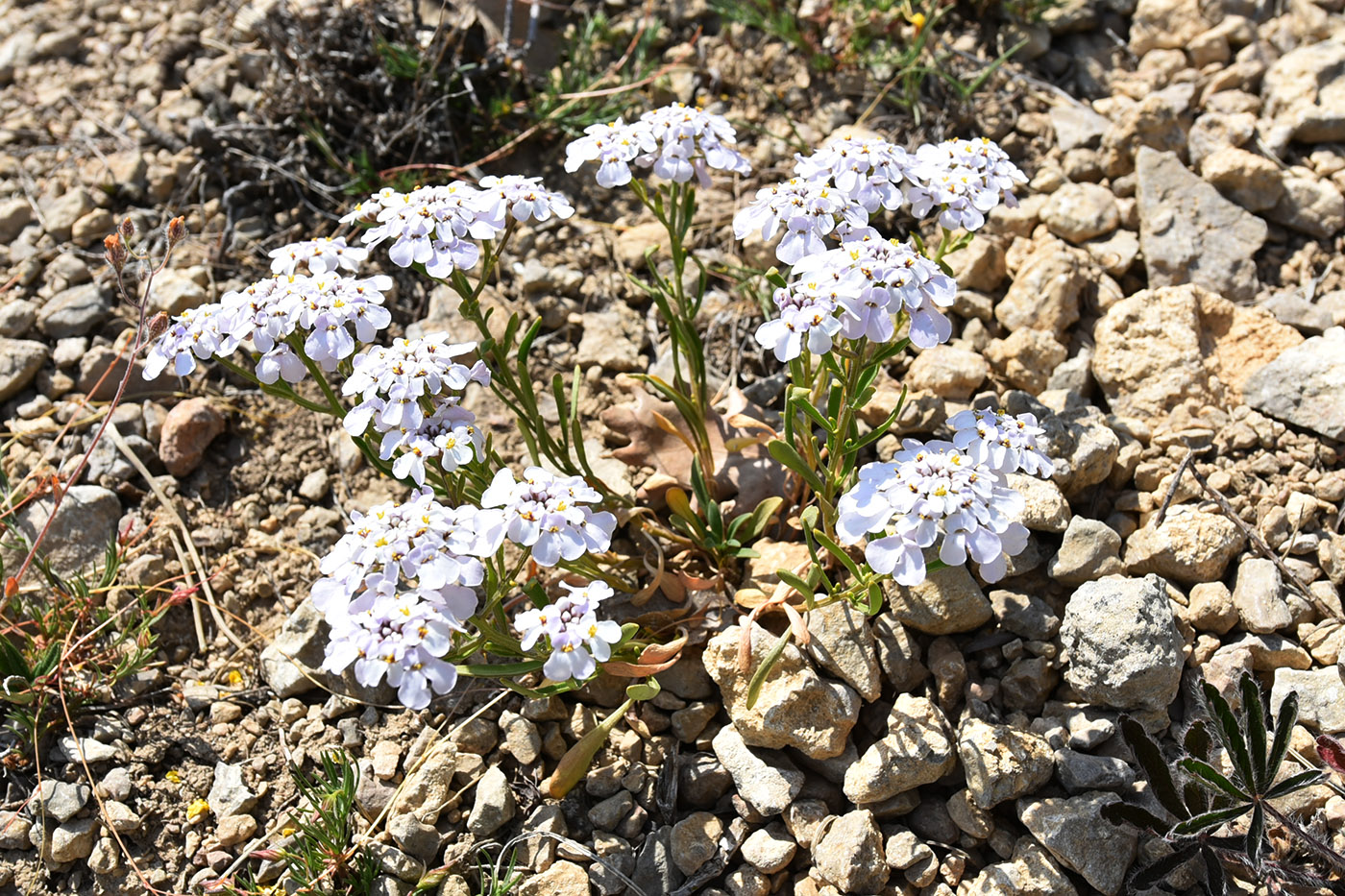 Изображение особи Iberis simplex.