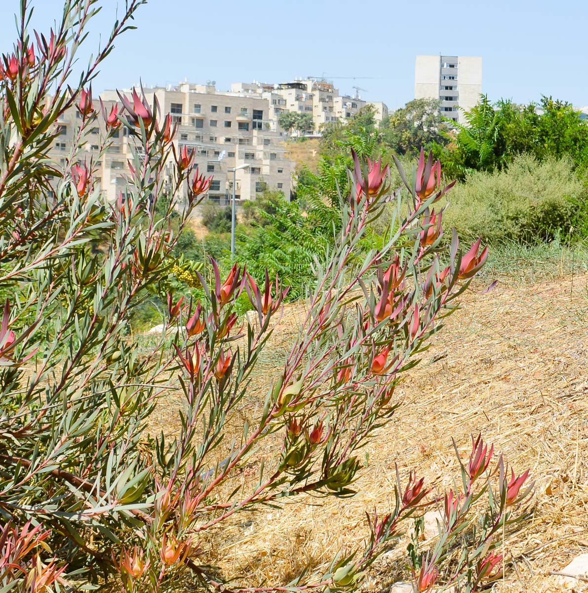Image of genus Leucadendron specimen.