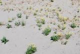 Senecio subdentatus