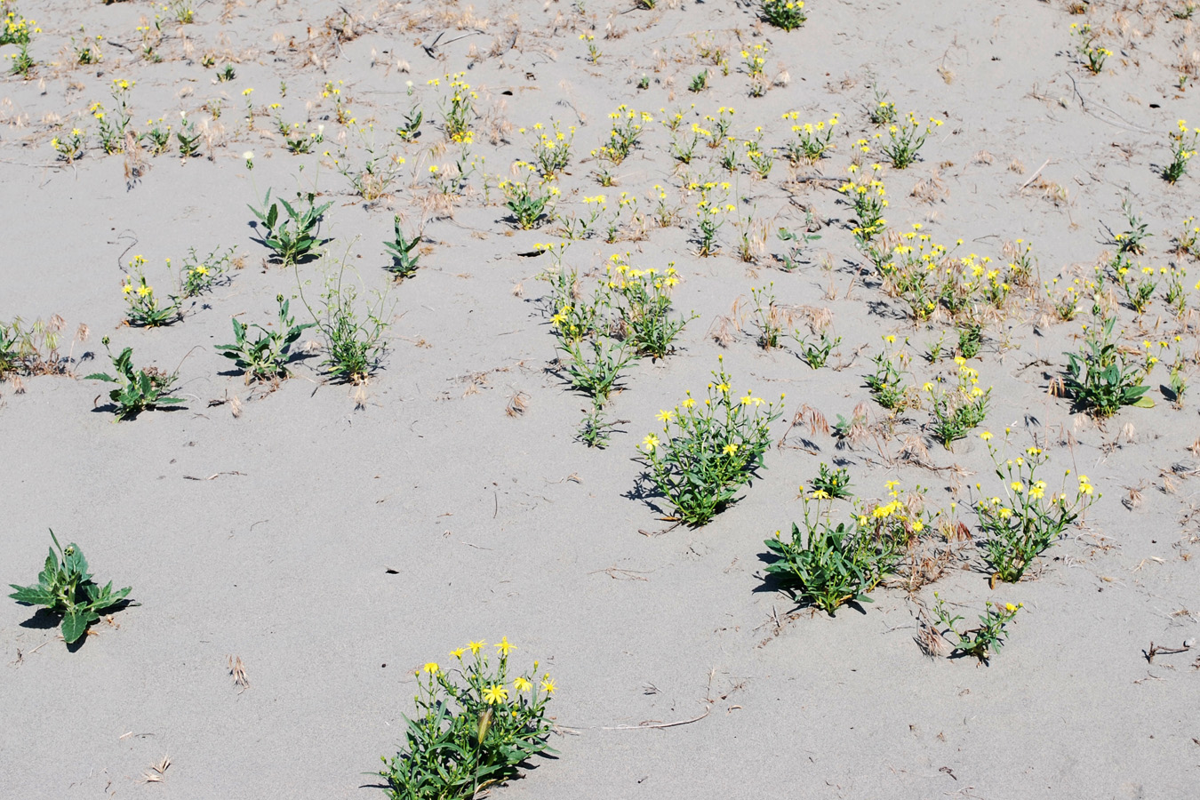 Изображение особи Senecio subdentatus.