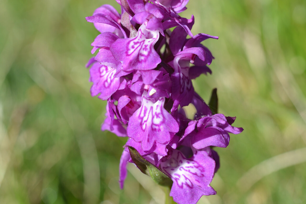 Изображение особи Dactylorhiza cordigera.