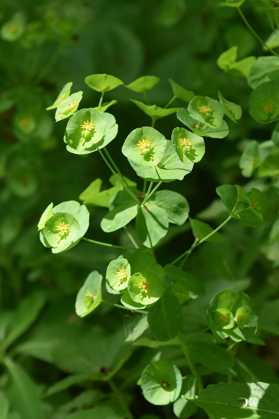 Image of Euphorbia amygdaloides specimen.