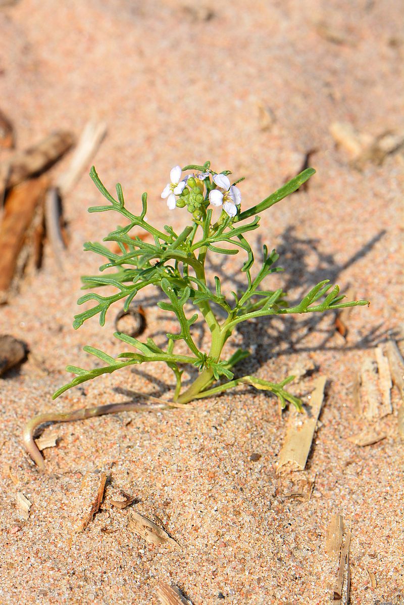 Image of Cakile baltica specimen.