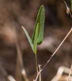 Hardenbergia comptoniana