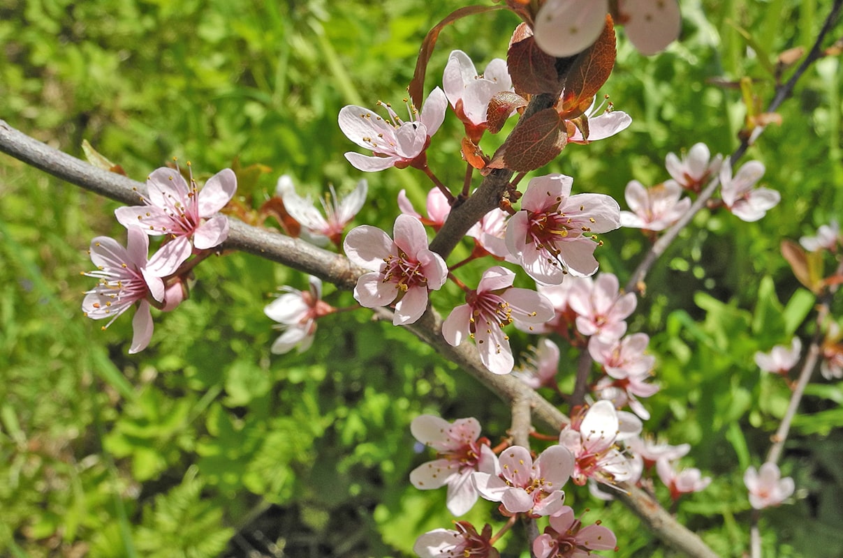 Изображение особи Prunus spinosa.