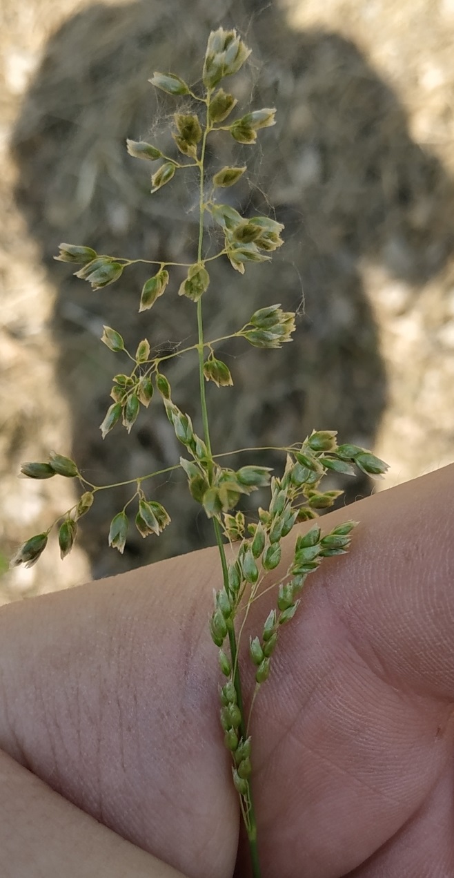 Image of Hierochloe hirta specimen.