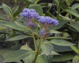 Hydrangea macrophylla