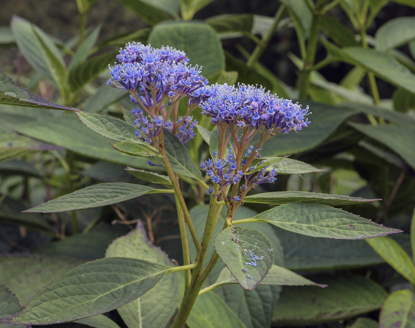 Image of Hydrangea macrophylla specimen.