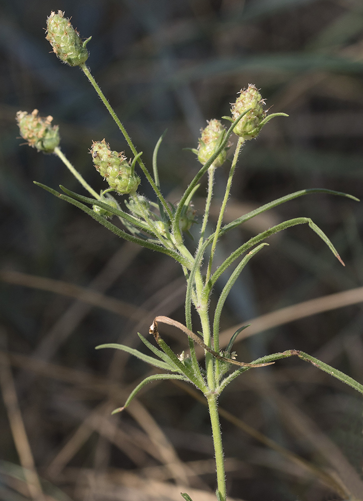 Image of Plantago arenaria specimen.