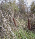 Typha angustifolia