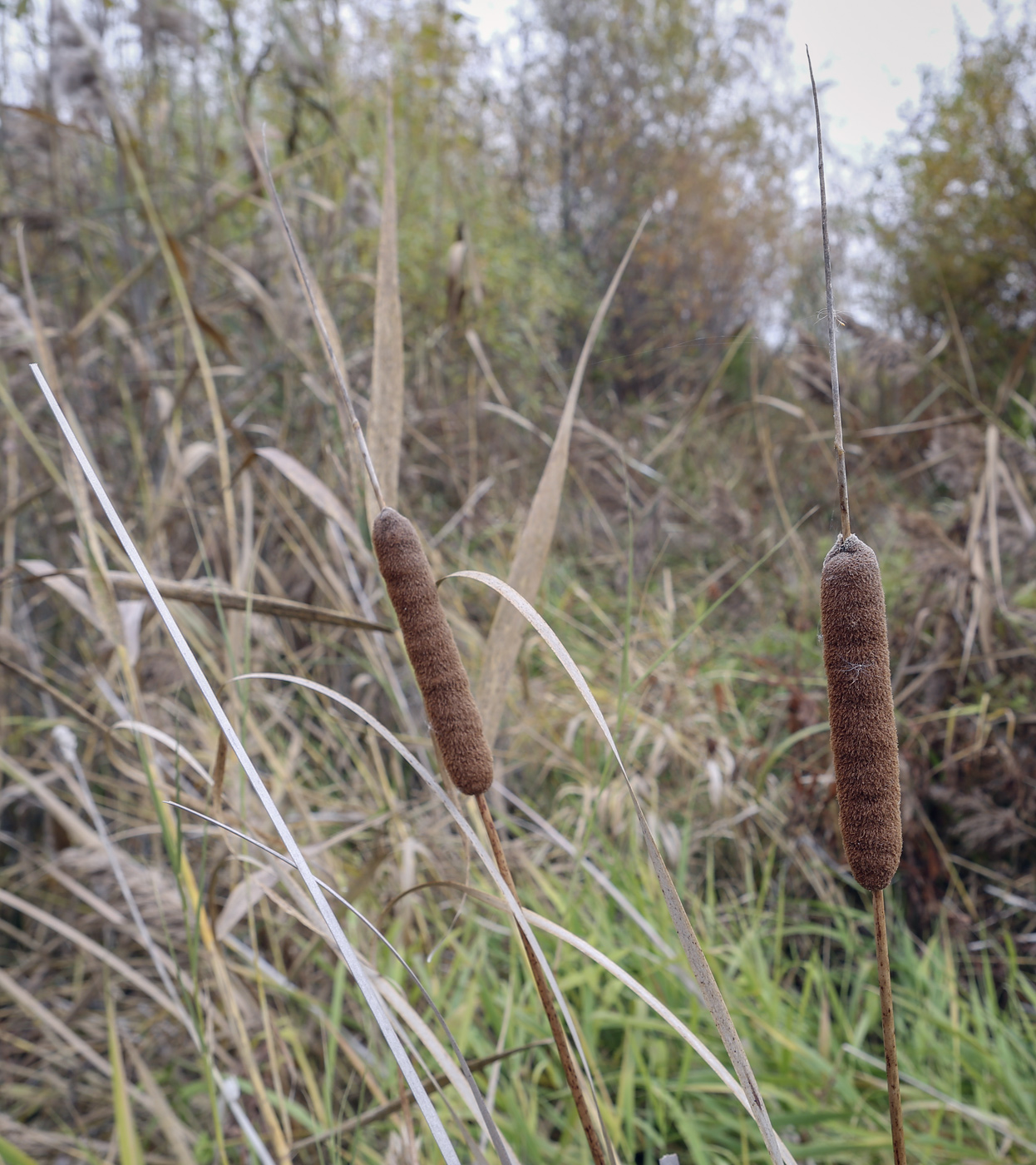 Изображение особи Typha angustifolia.