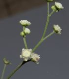 Parthenium hysterophorus