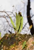 Lepisorus ussuriensis. Вегетирующее растение. Приморский край, окр. г. Владивосток, широколиственный леc, поросшее мхом скальное обнажение. 05.11.2021.