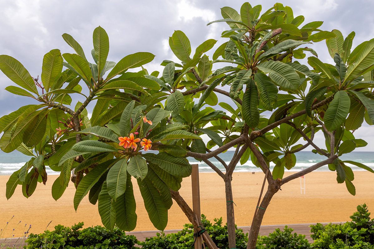 Изображение особи Plumeria rubra.