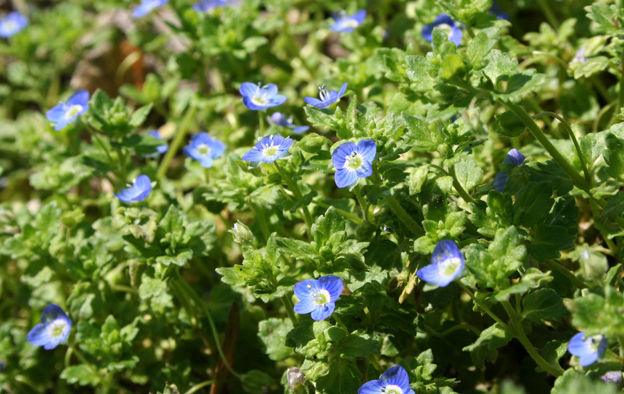 Image of Veronica persica specimen.