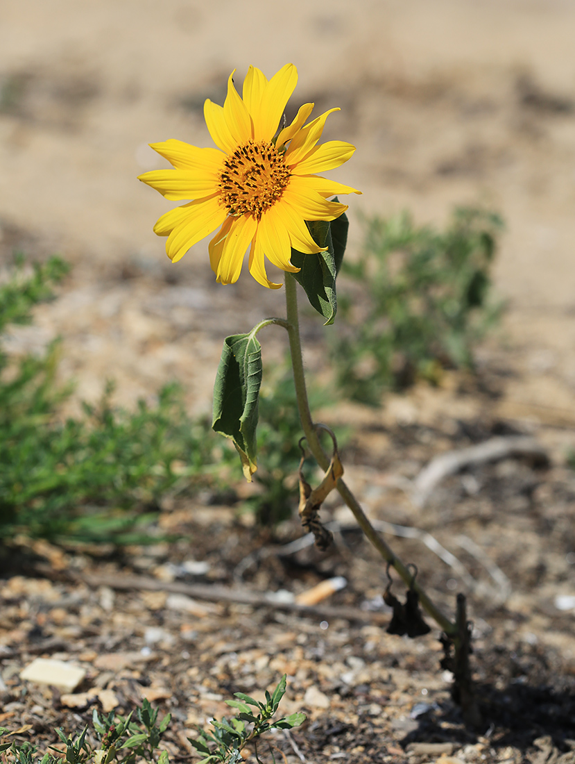 Изображение особи Helianthus annuus.