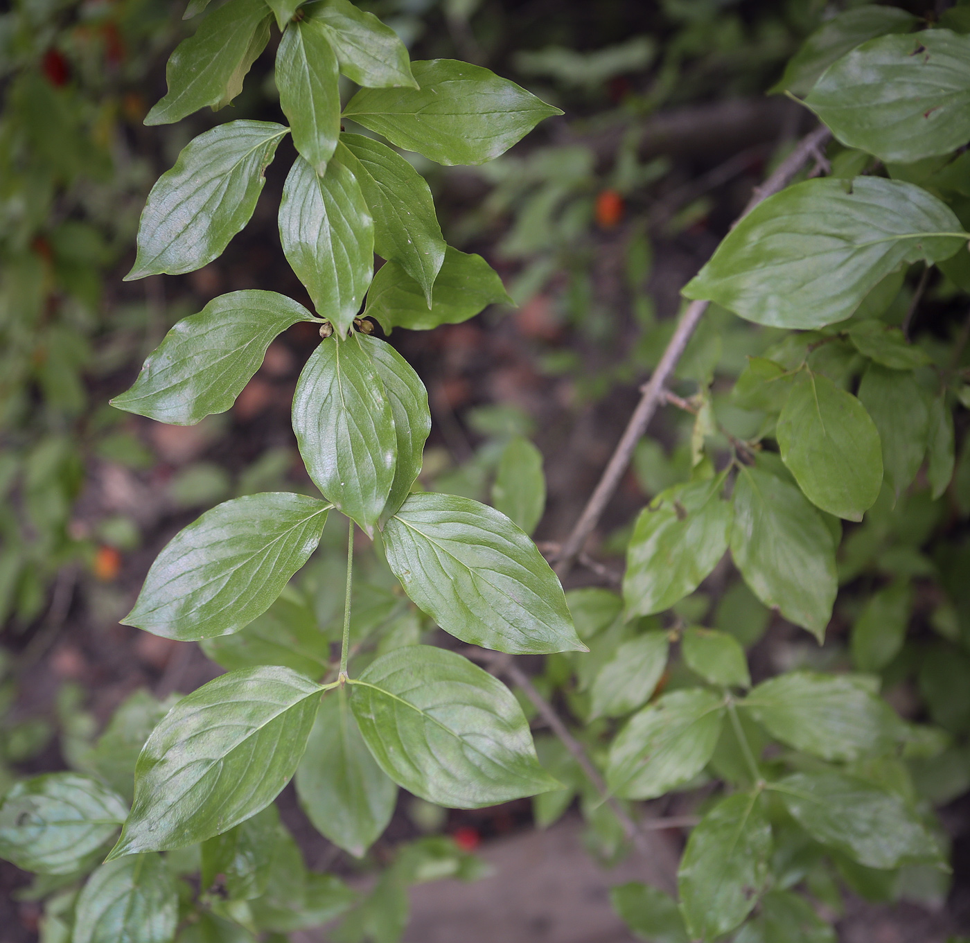 Изображение особи Cornus mas.