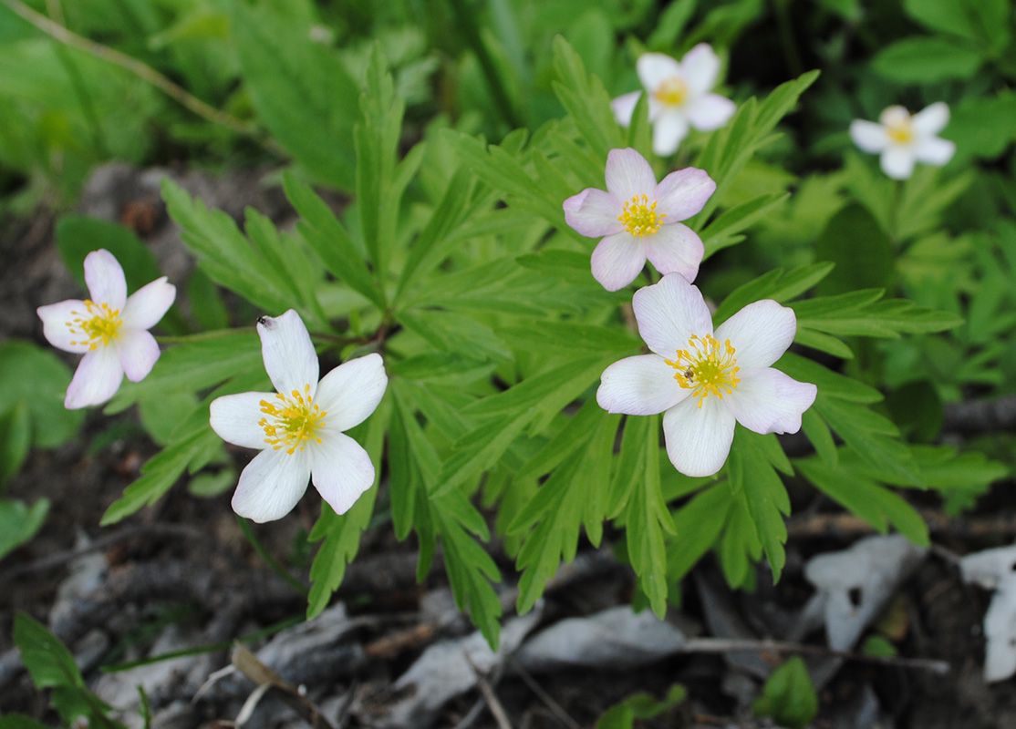 Изображение особи Anemone uralensis.