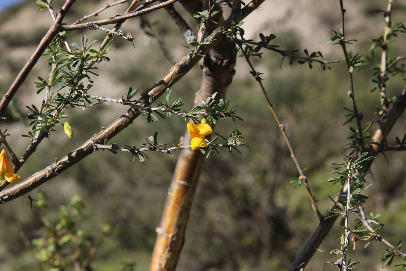 Image of Caragana pygmaea specimen.