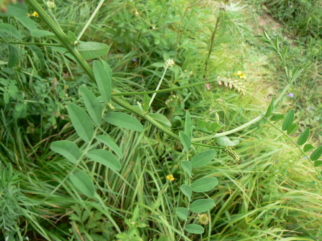 Image of genus Vicia specimen.